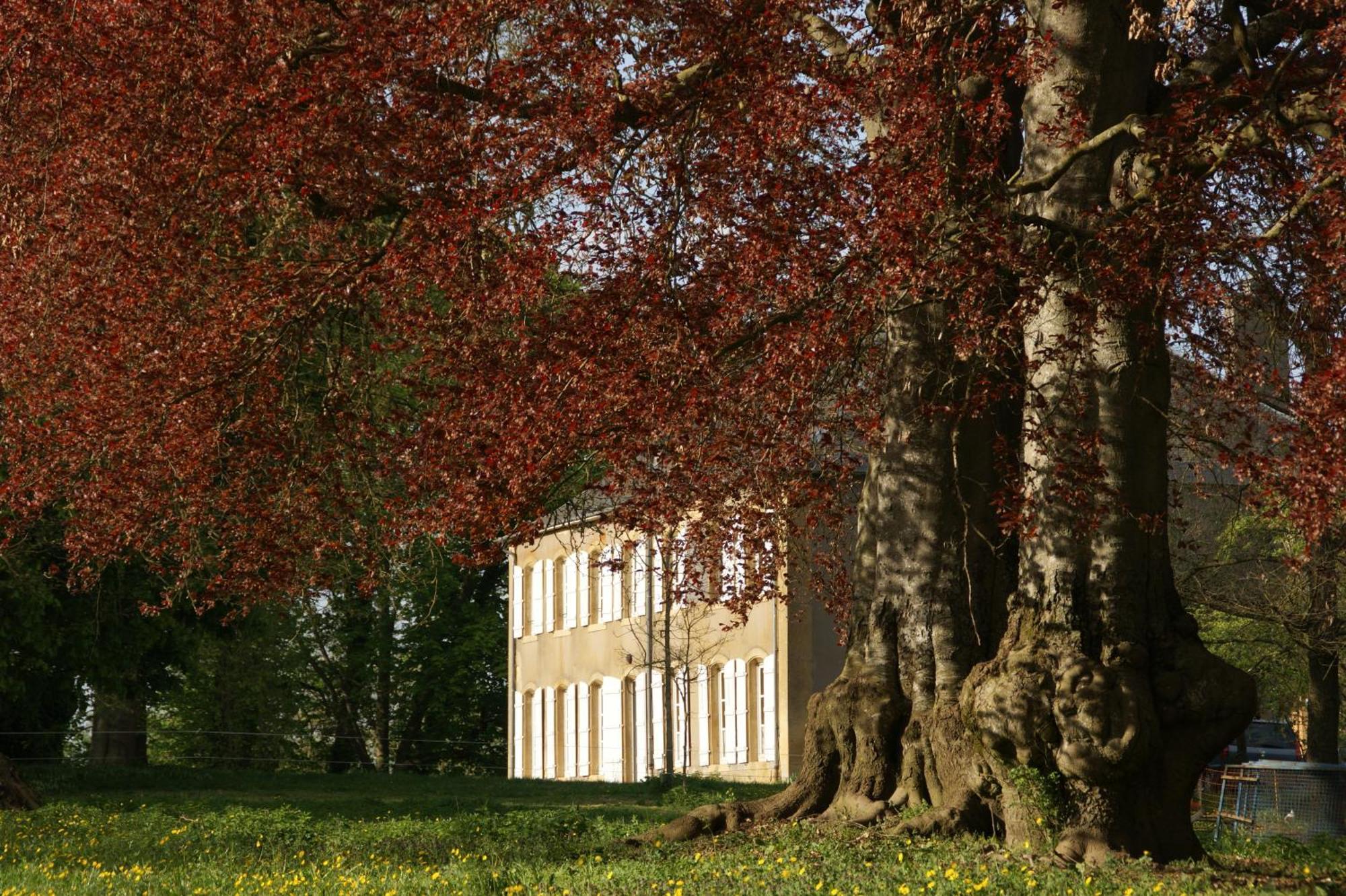 Maison D'Hotes Le Chateau De Puxe Eksteriør bilde
